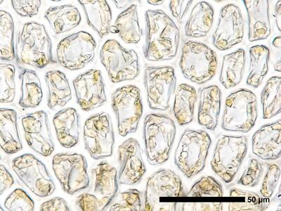odontoschisma francisci 1 flankenblatt zellen