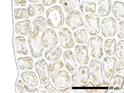odontoschisma francisci 1 flankenblatt zellen blattrand