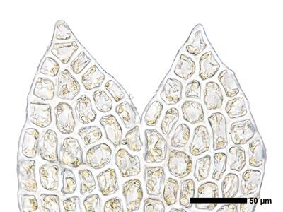 odontoschisma francisci 1 flankenblatt zellen blattspitze