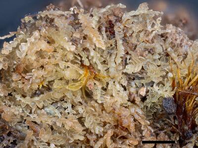 odontoschisma francisci 1 habitus