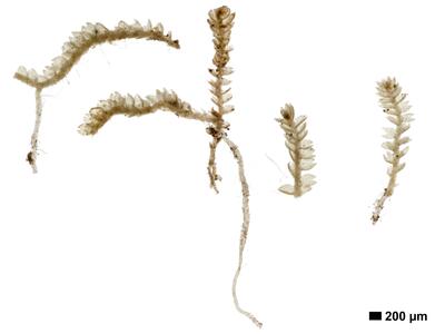 odontoschisma francisci 1 habitus oberseite