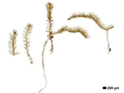 odontoschisma francisci 1 habitus unterseite