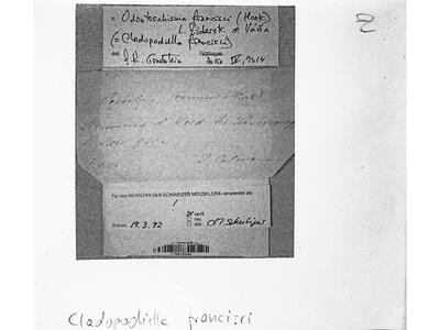 odontoschisma francisci 1 herbarbeleg