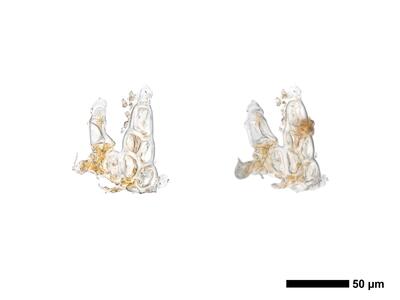 odontoschisma francisci 1 unterblatt