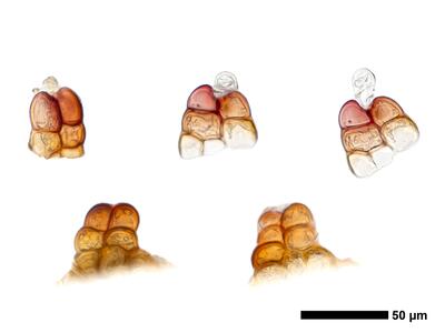 cephaloziella grimsulana 1 unterblatt