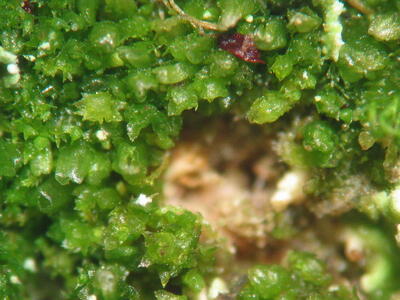 cephaloziella hampeana