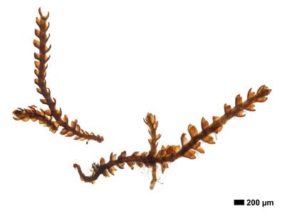 cephaloziella hampeana 1 habitus mann unterseite