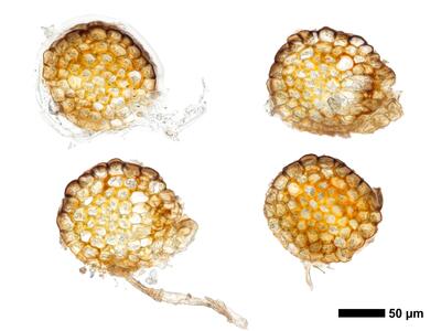 cephaloziella hampeana 1 stamm quer