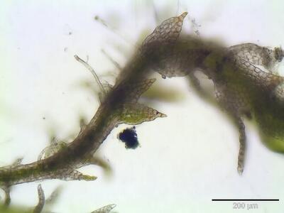 cephaloziella hampeana flankenblatt
