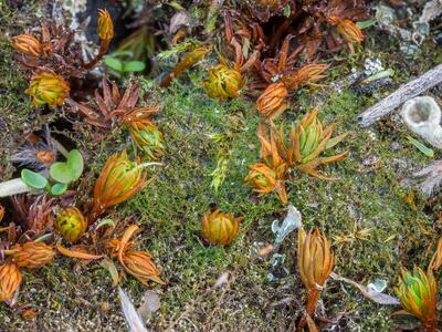 cephaloziella varians