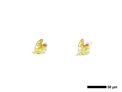 cephaloziella varians 1 unterblatt