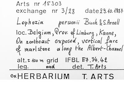 lophozia perssonii herbarbeleg