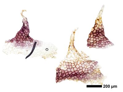 athalamia hyalina var suecica swe ventral scales