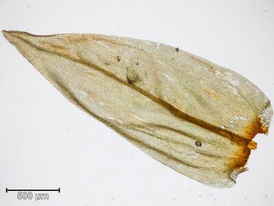 climacium dendroides astblatt 1