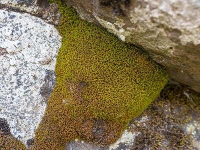 amphidium lapponicum