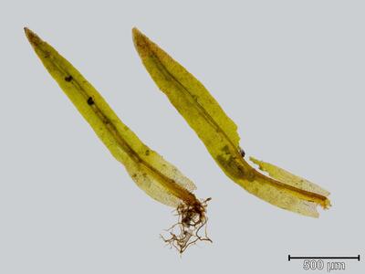 amphidium lapponicum blatt