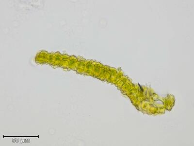 amphidium lapponicum blatt quer