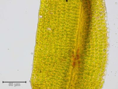 amphidium lapponicum blattmitte