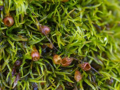 amphidium lapponicum detail