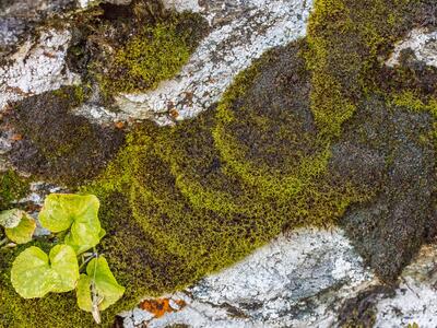 amphidium mougeotii