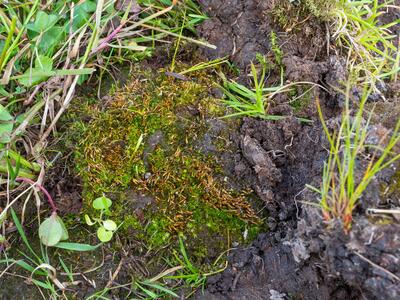 bruchia vogesiaca habitus