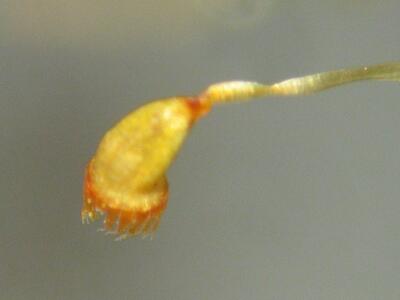 campylopus pyriformis kapsel