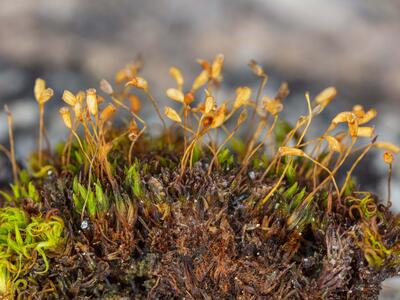 cnestrum alpestre