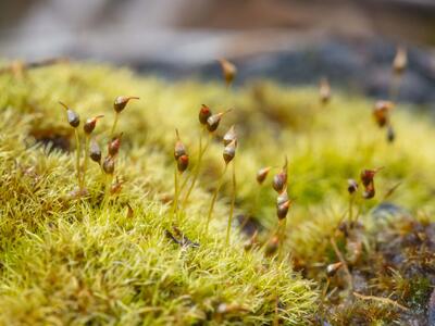 dicranella cerviculata