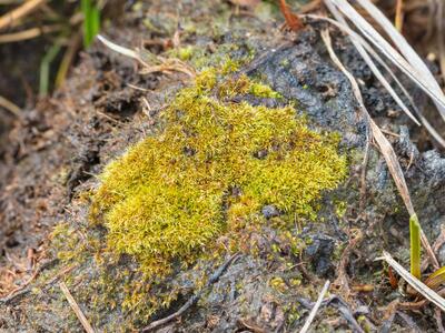 dicranella cerviculata habitus