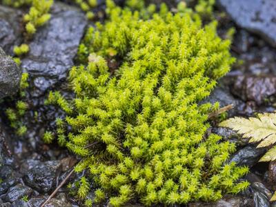 dicranella palustris