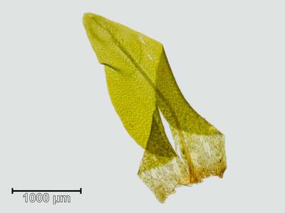 dicranella palustris blatt