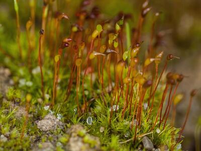 dicranella varia