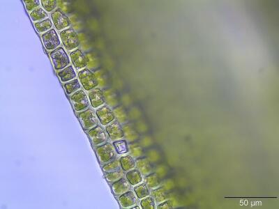 dicranoweisia cirrata blattrand