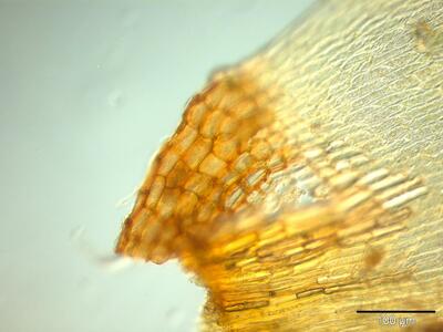 dicranum elongatum blattfluegel