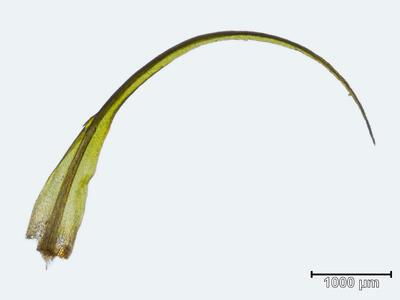 dicranum fuscescens blatt