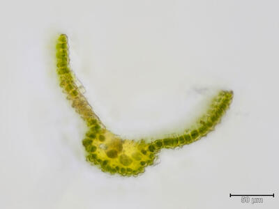 dicranum fuscescens blatt querschnitt