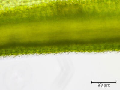 dicranum fuscescens blattrippe rueckseite