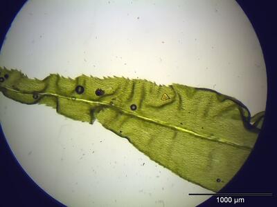 dicranum polysetum blattspitze