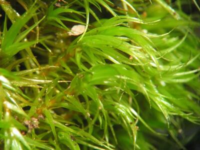 dicranum scoparium