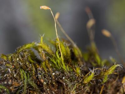 kiaeria blyttii detail