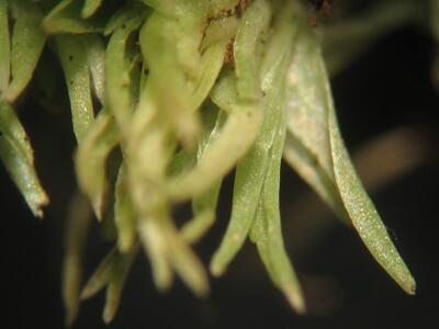 leucobryum glaucum detail