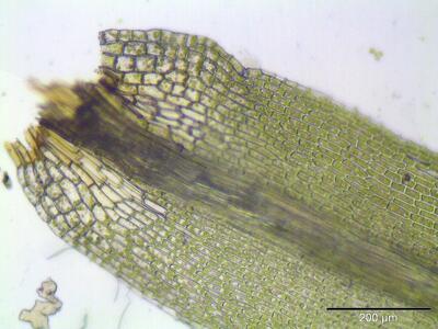 orthodicranum montanum blattbasis