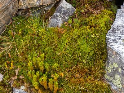 paraleucobryum enerve