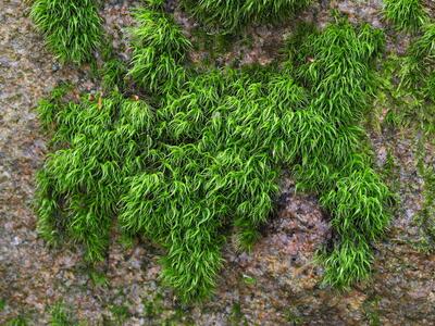 paraleucobryum longifolium