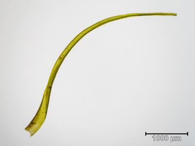 paraleucobryum longifolium blatt