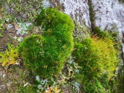 paraleucobryum sauteri