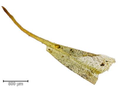 trematodon ambiguus blatt