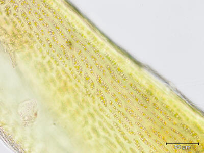 distichium capillaceum laminazellen