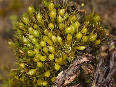 pleuridium subulatum habitus