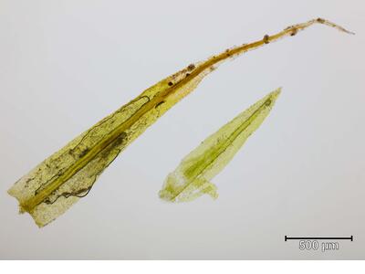 saelania glaucescens blatt